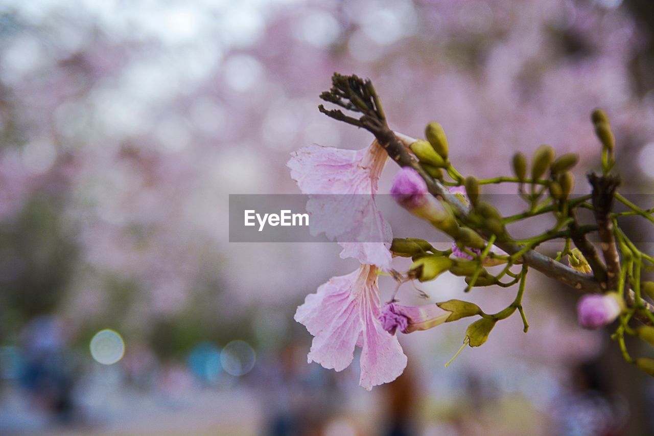 CLOSE-UP OF PINK CHERRY BLOSSOM