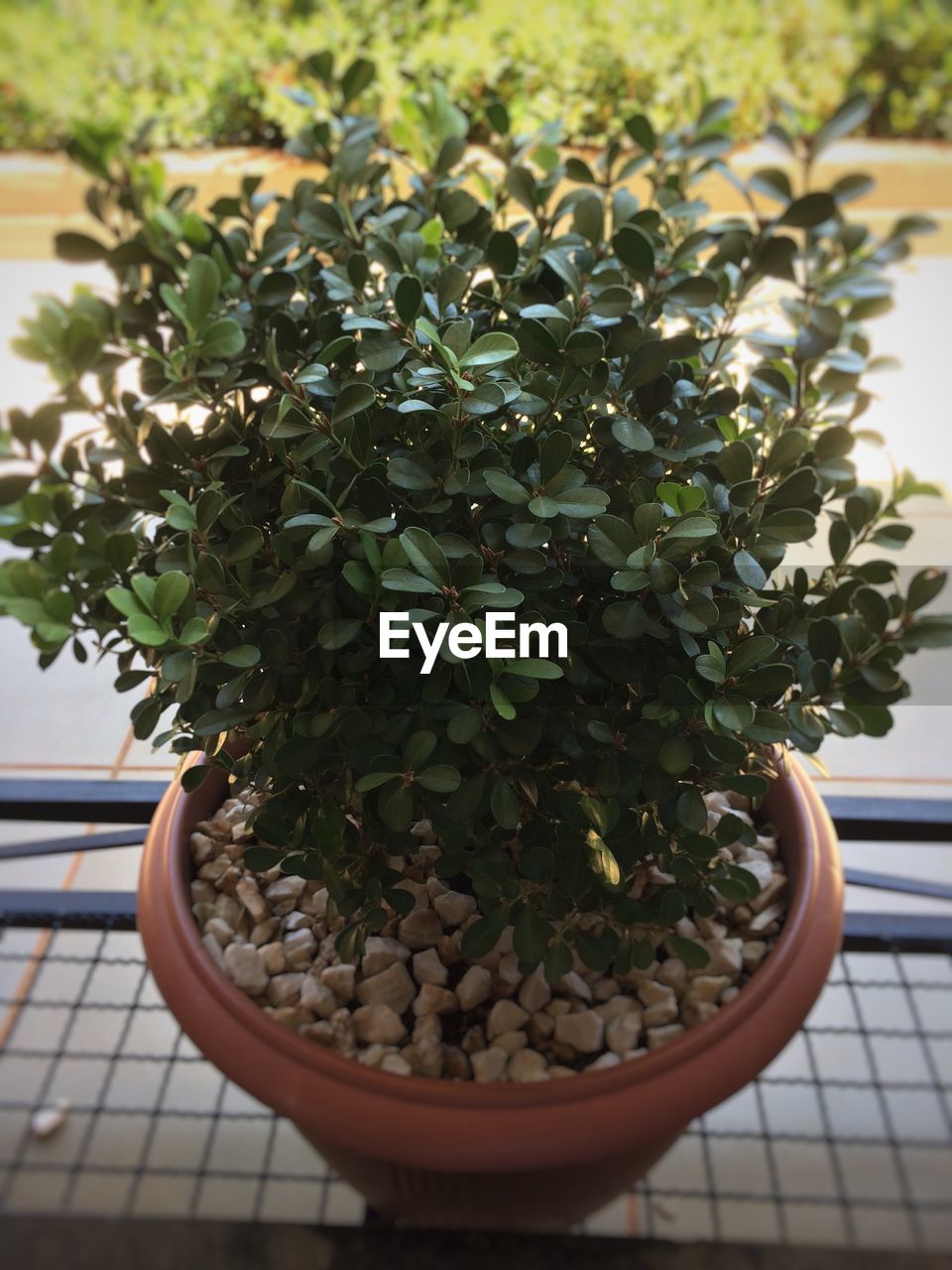 CLOSE-UP OF POTTED PLANTS