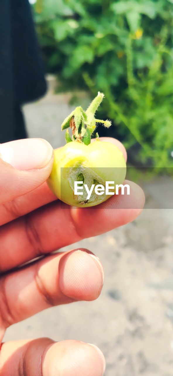 CLOSE-UP OF PERSON HOLDING FRUIT