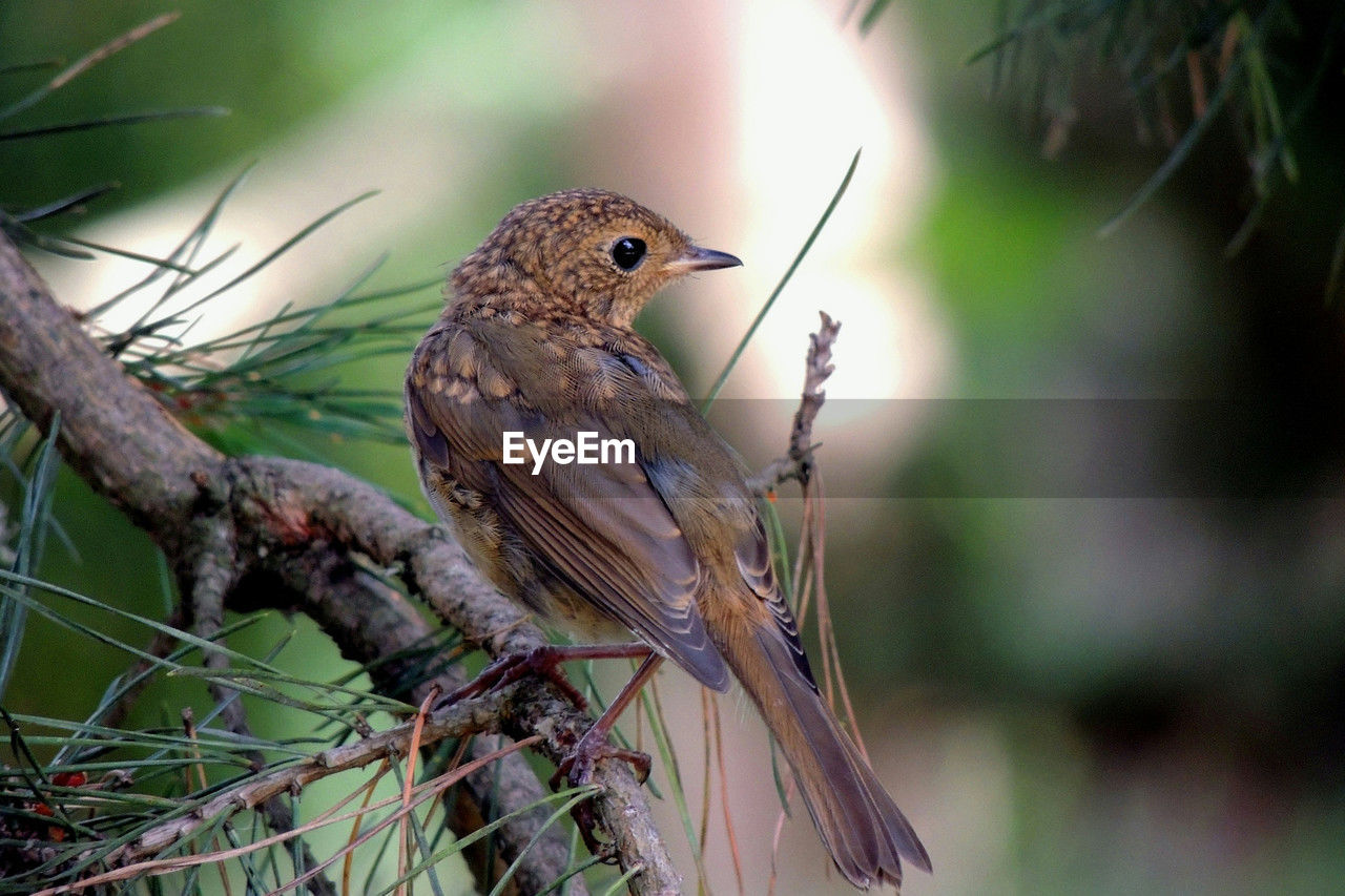 animal themes, animal, animal wildlife, bird, wildlife, nature, one animal, tree, perching, plant, beak, branch, no people, outdoors, focus on foreground, forest, beauty in nature, environment