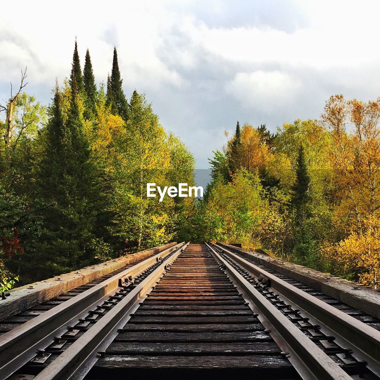 RAILROAD TRACKS IN FOREST