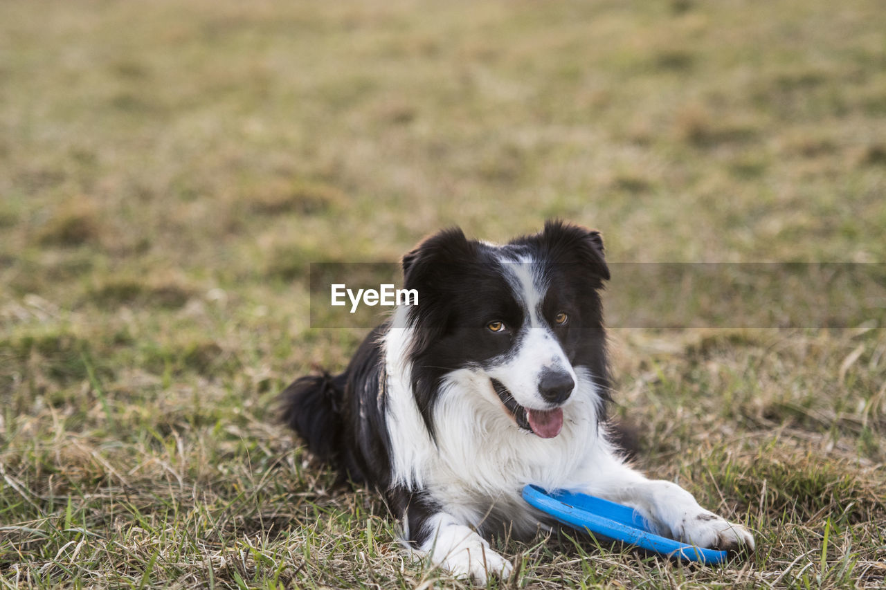 Dog sitting on grassy field