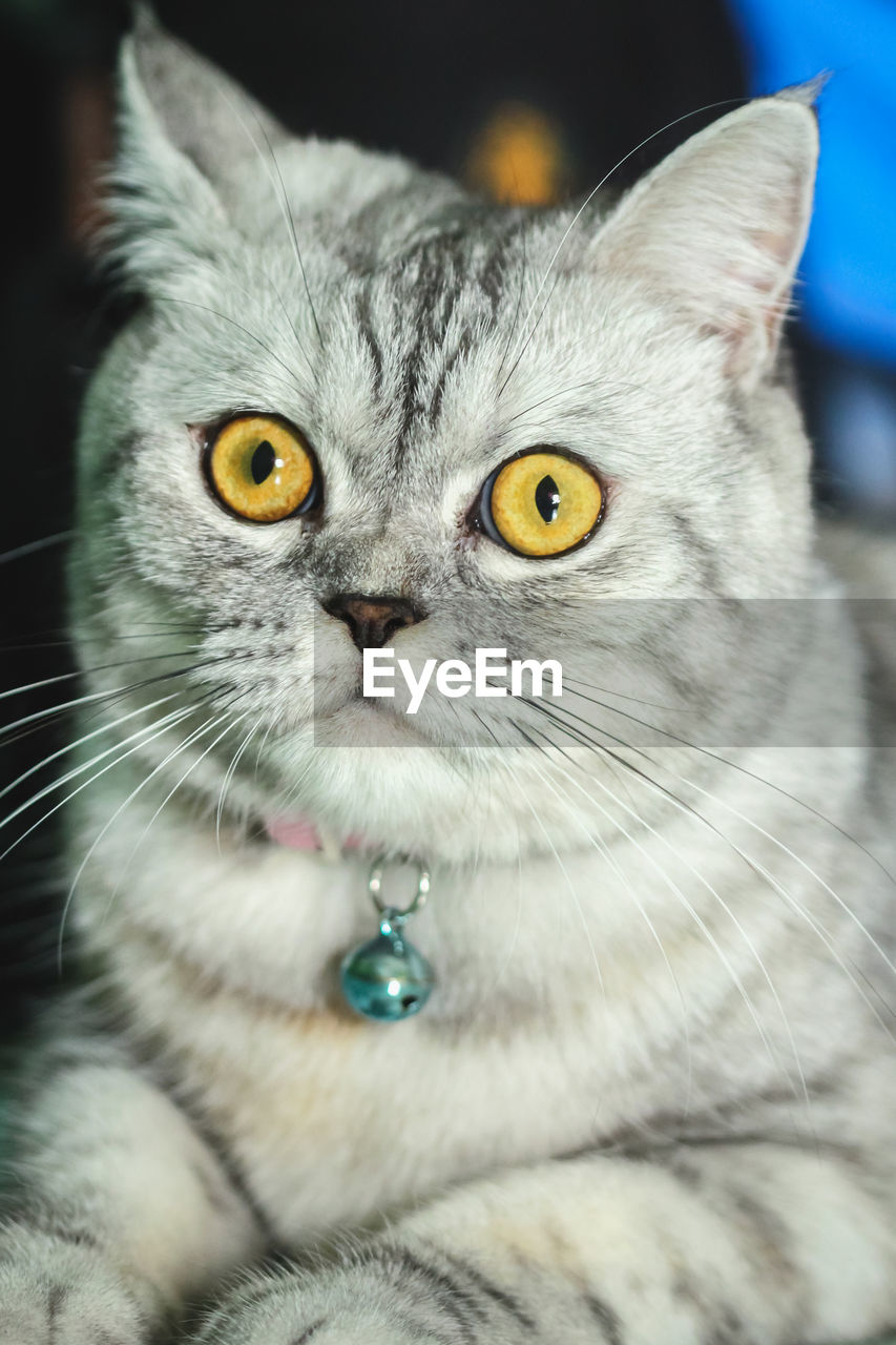 CLOSE-UP PORTRAIT OF TABBY CAT AGAINST GRAY BACKGROUND