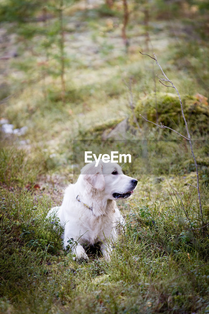 CLOSE-UP OF DOG IN PARK