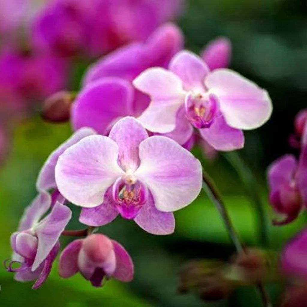 CLOSE-UP OF PINK FLOWERS BLOOMING OUTDOORS