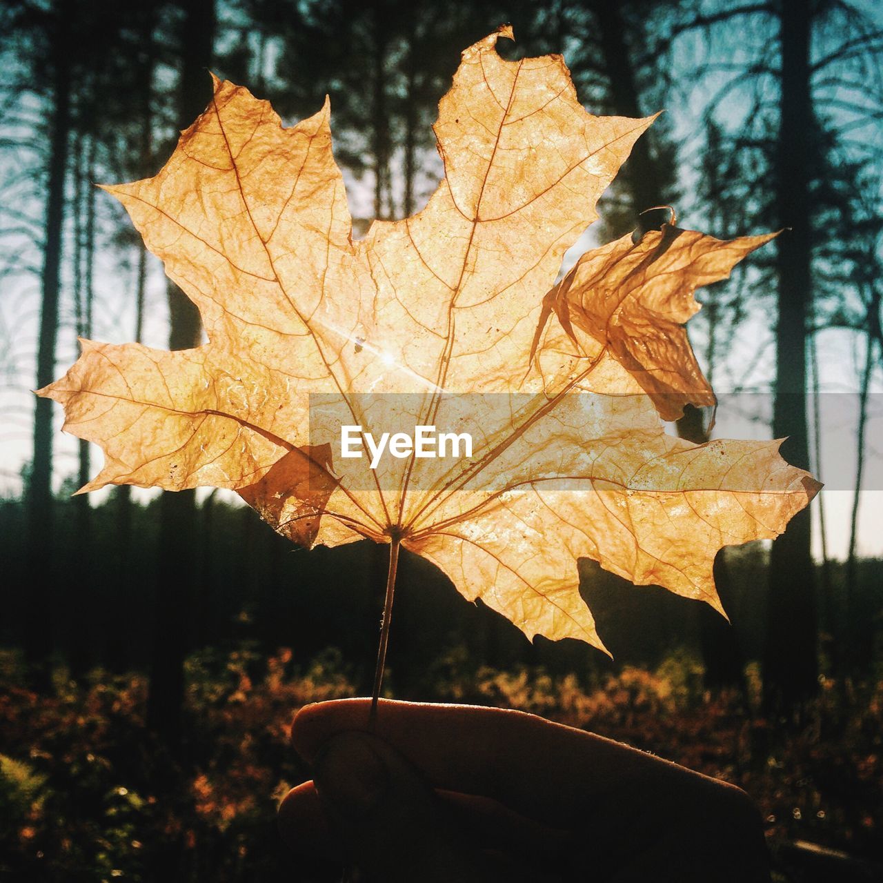 Close-up of maple leaves on tree during autumn