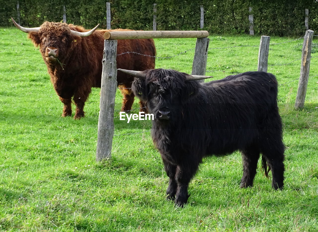 Highland cattle standing on field