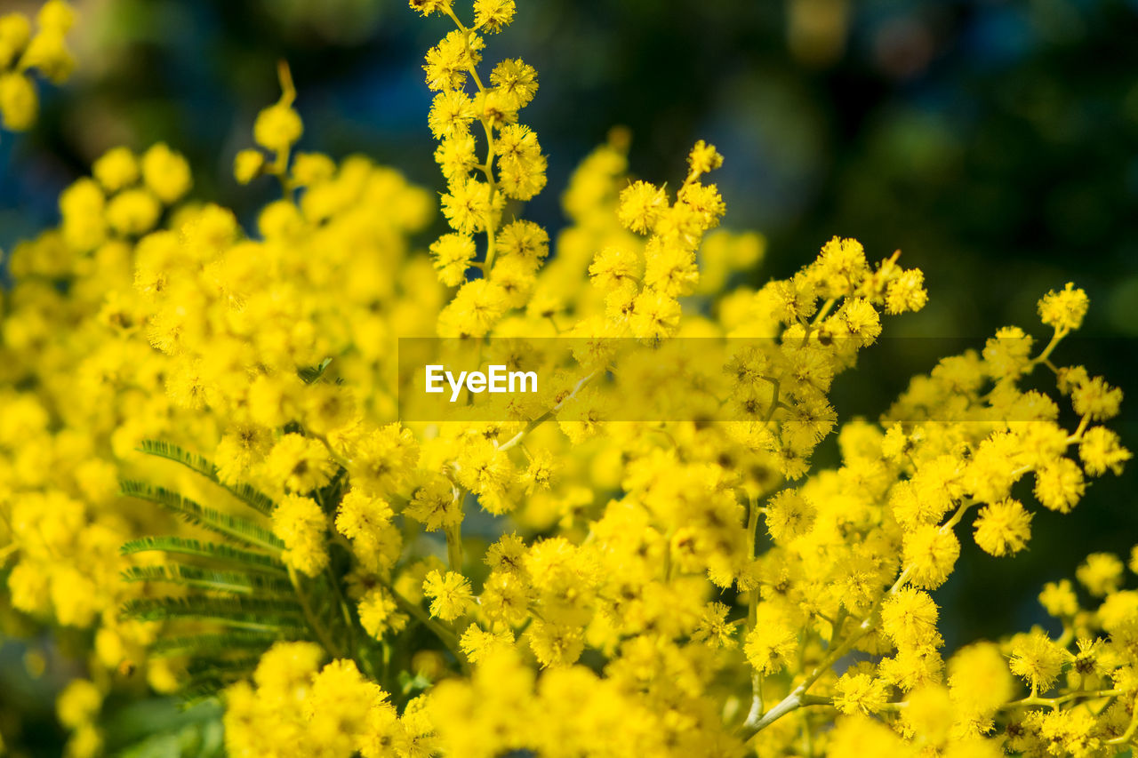 Close-up of yellow flowering plant