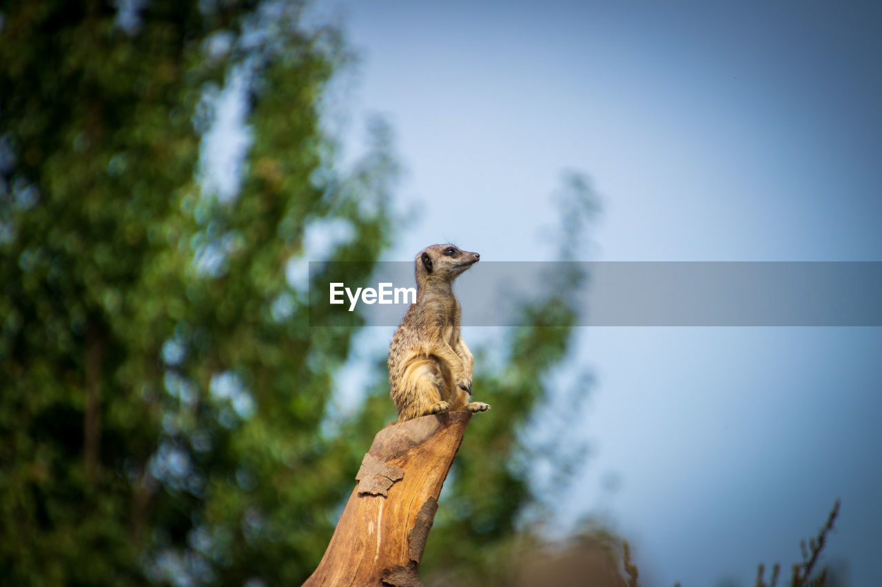 Low angle view of meerkat on tree against sky