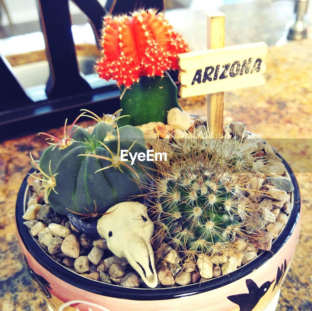 Close-up of potted cactus