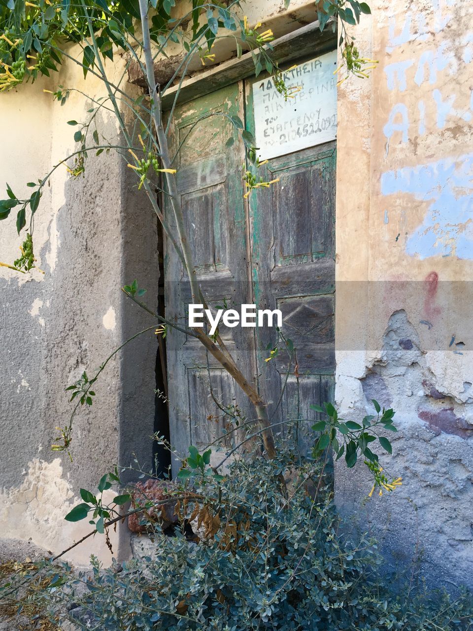 PLANTS GROWING ON OLD WALL OF BUILDING