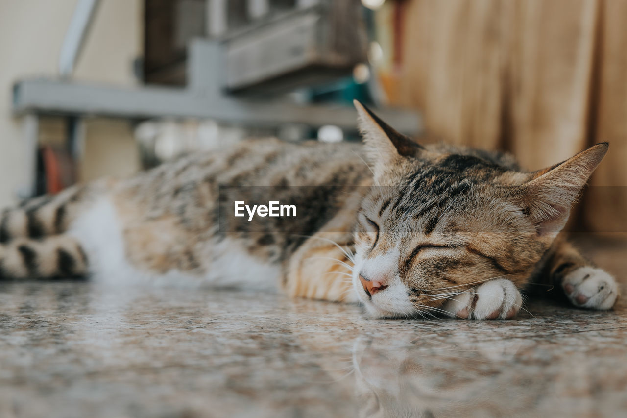 Close-up of a cat sleeping on floor