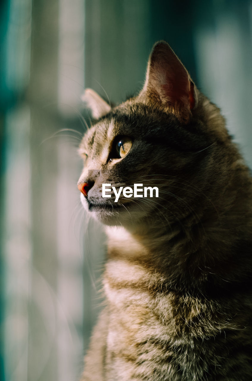 Close-up of a cat looking away