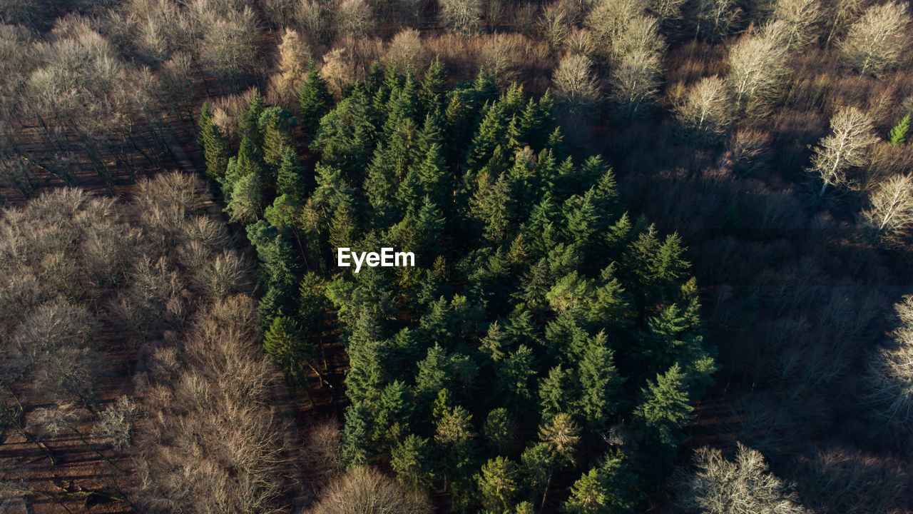 Island of pine trees in oak forest