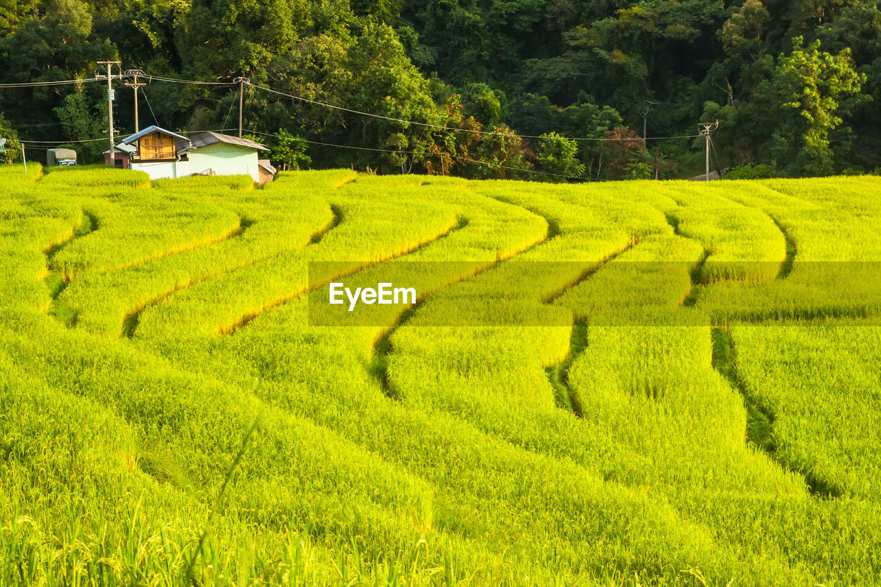 SCENIC VIEW OF GREEN LANDSCAPE