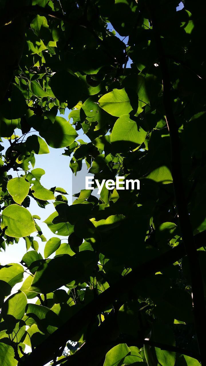 LOW ANGLE VIEW OF LEAVES ON TREE