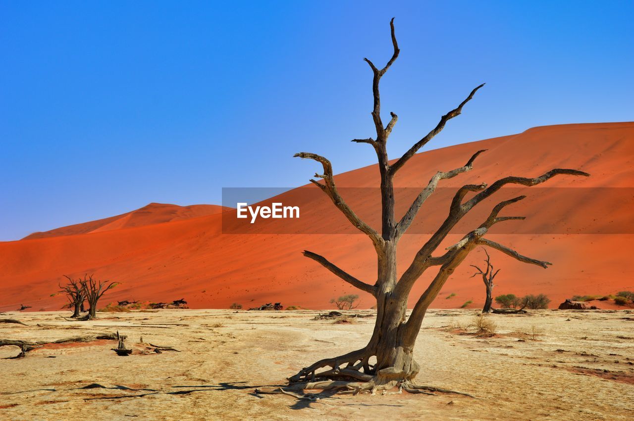 Bare tree on sand dune against clear blue sky