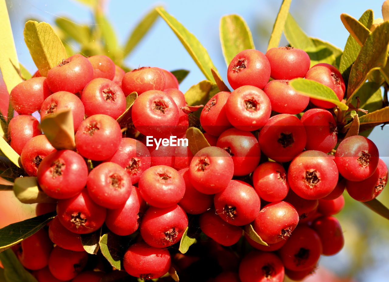 food and drink, red, food, fruit, healthy eating, plant, flower, produce, freshness, wellbeing, nature, macro photography, no people, close-up, shrub, tree, leaf, plant part, outdoors, berry, large group of objects, day, rowan, growth, rose hip, ripe, agriculture, abundance