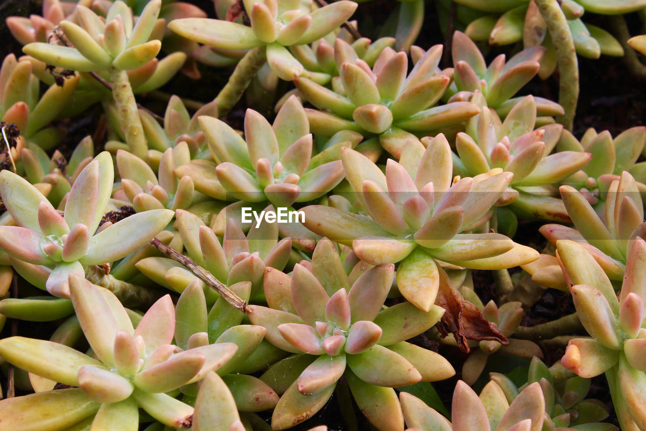 HIGH ANGLE VIEW OF SUCCULENT PLANT