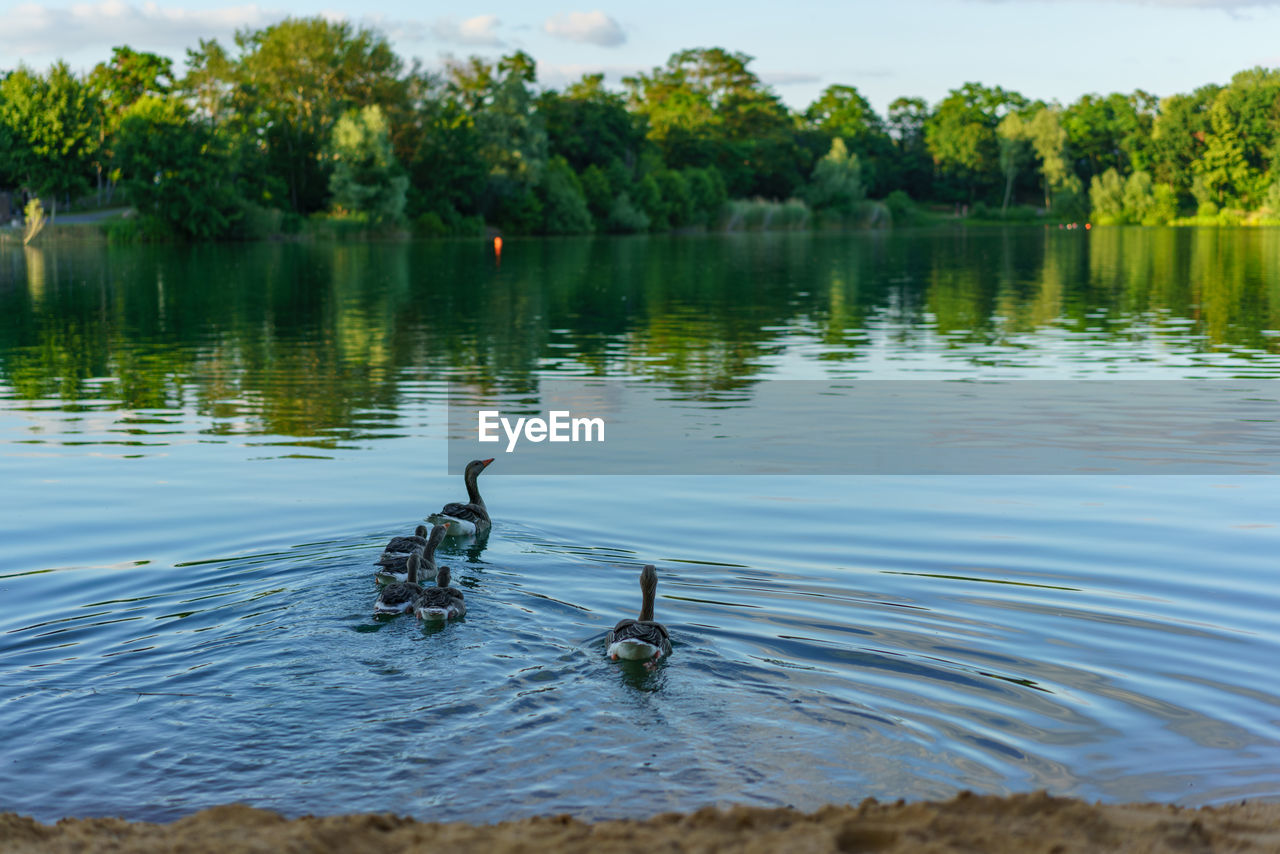 High angle view of geese swimming in lake