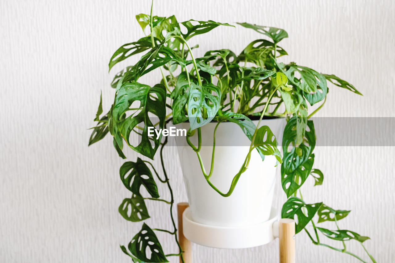 Monstera monkey mask or obliqua or adansonii stands on a white pedestal on a light background. 