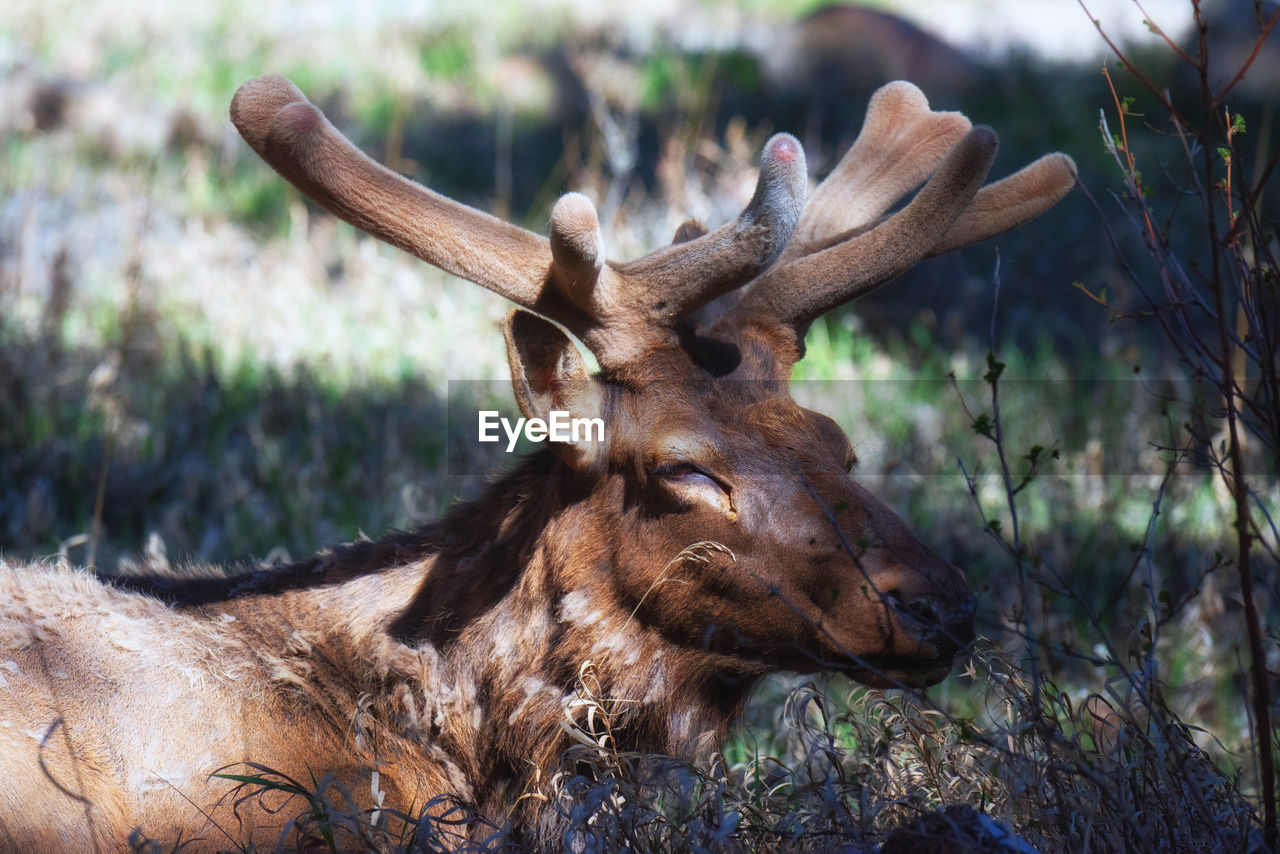 close-up of a deer