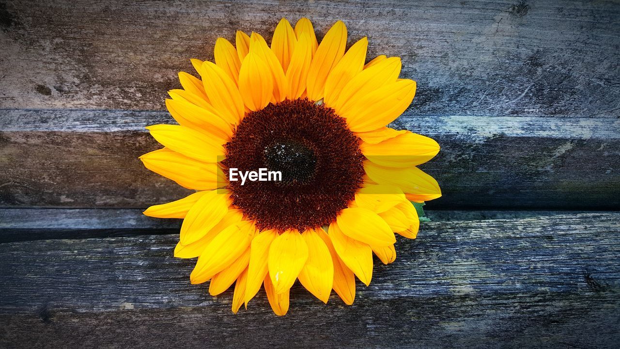 CLOSE-UP OF SUNFLOWER BLOOMING ON WOODEN PLANK