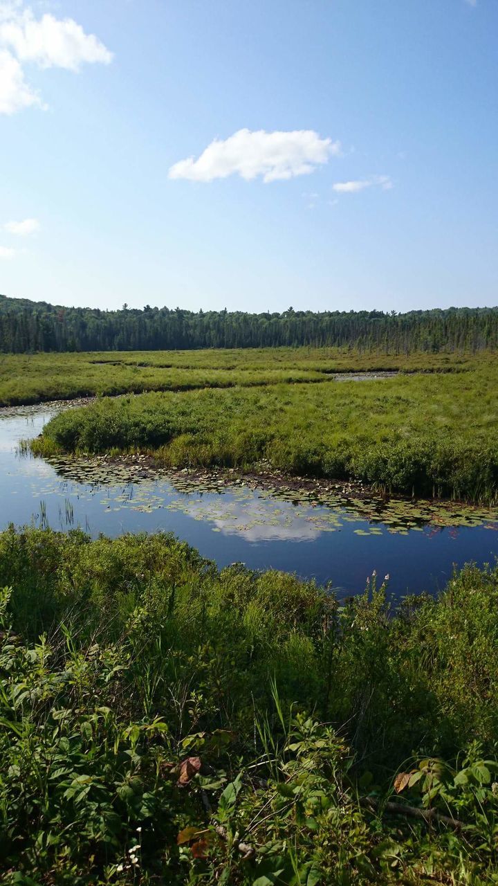 Scenic view of pond against sky