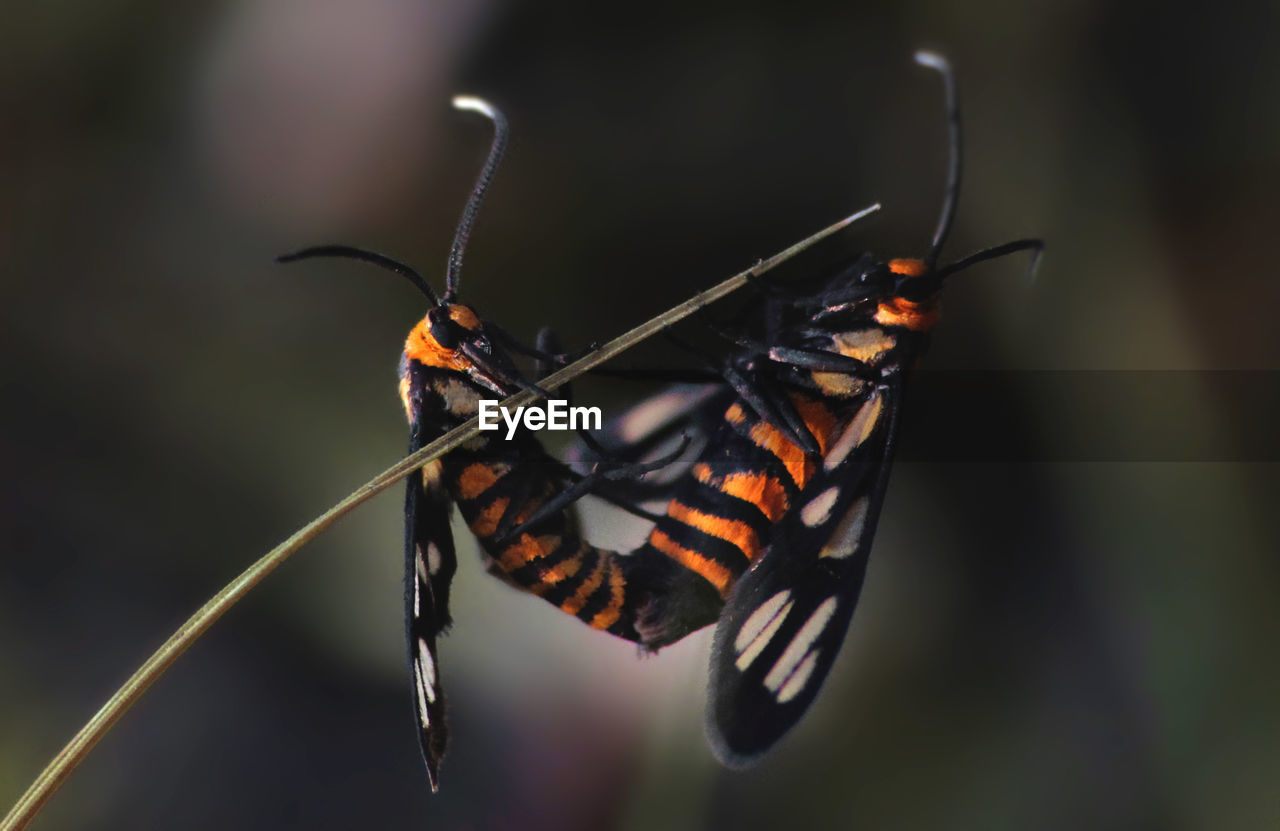 BUTTERFLY ON LEAF