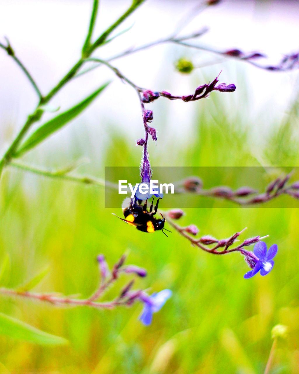 CLOSE-UP OF INSECT POLLINATING ON FLOWER