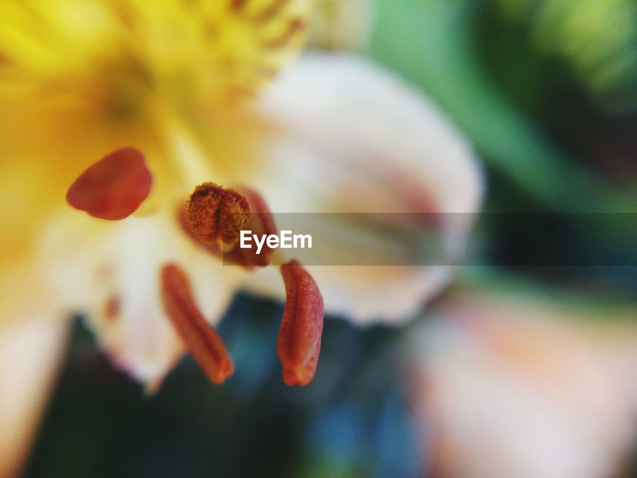 Macro shot of white flower