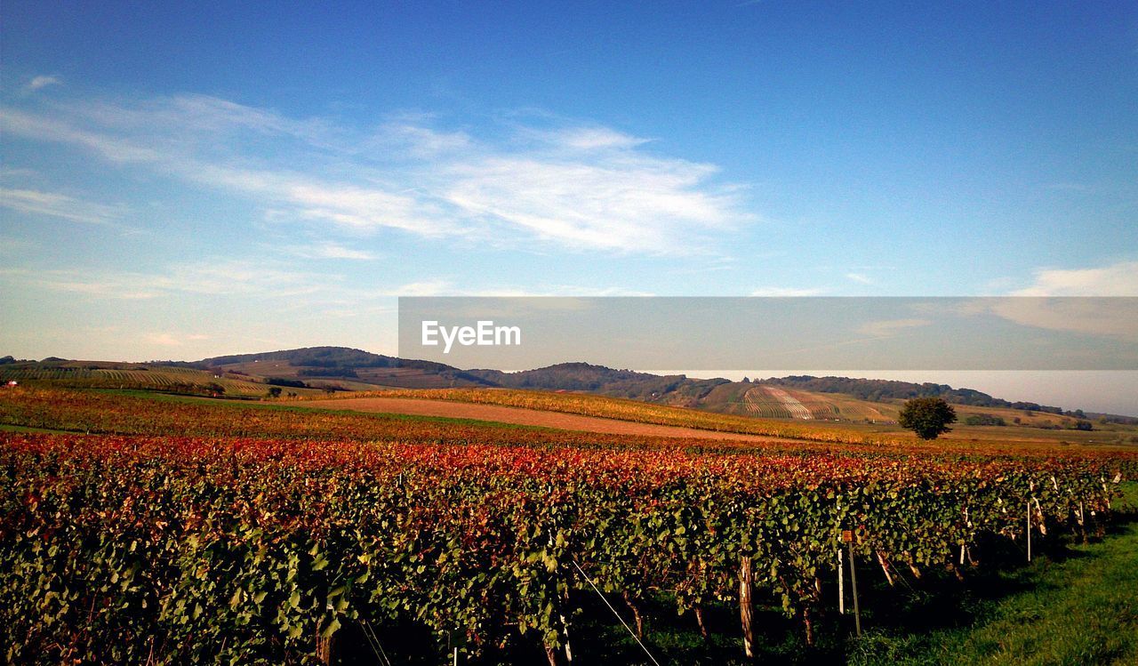 View of vineyard in autumn