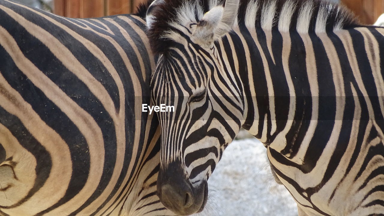 Close-up of zebra