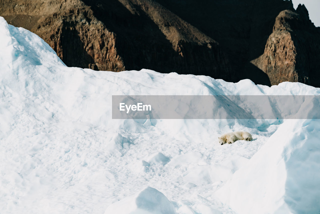 trees on snow covered landscape