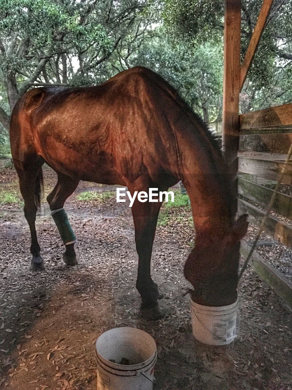 SIDE VIEW OF HORSE STANDING IN PEN