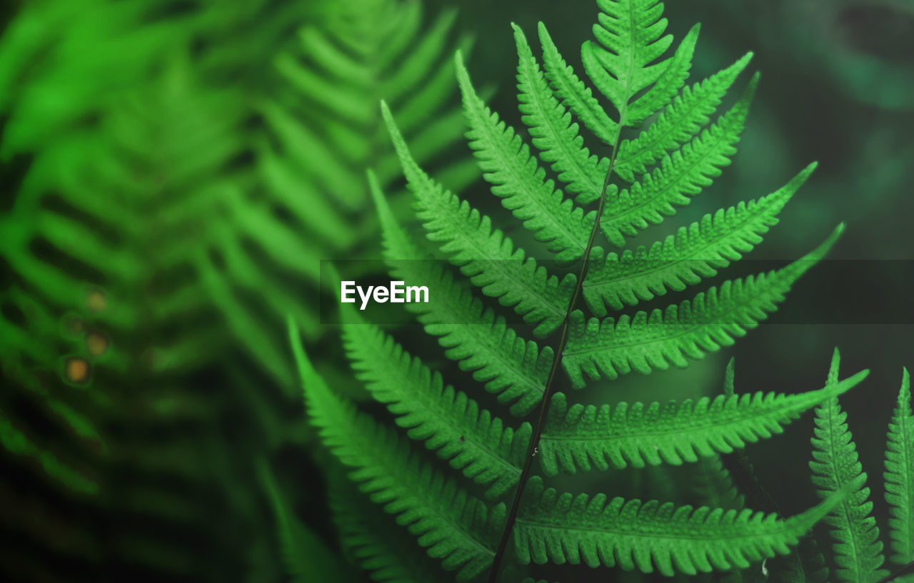 Green fern leaf natural  background. plant leaves concept