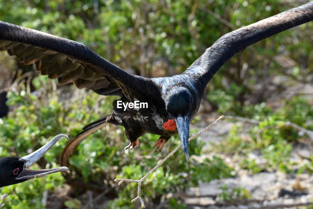 CLOSE-UP OF BIRD FLYING IN THE FOREST