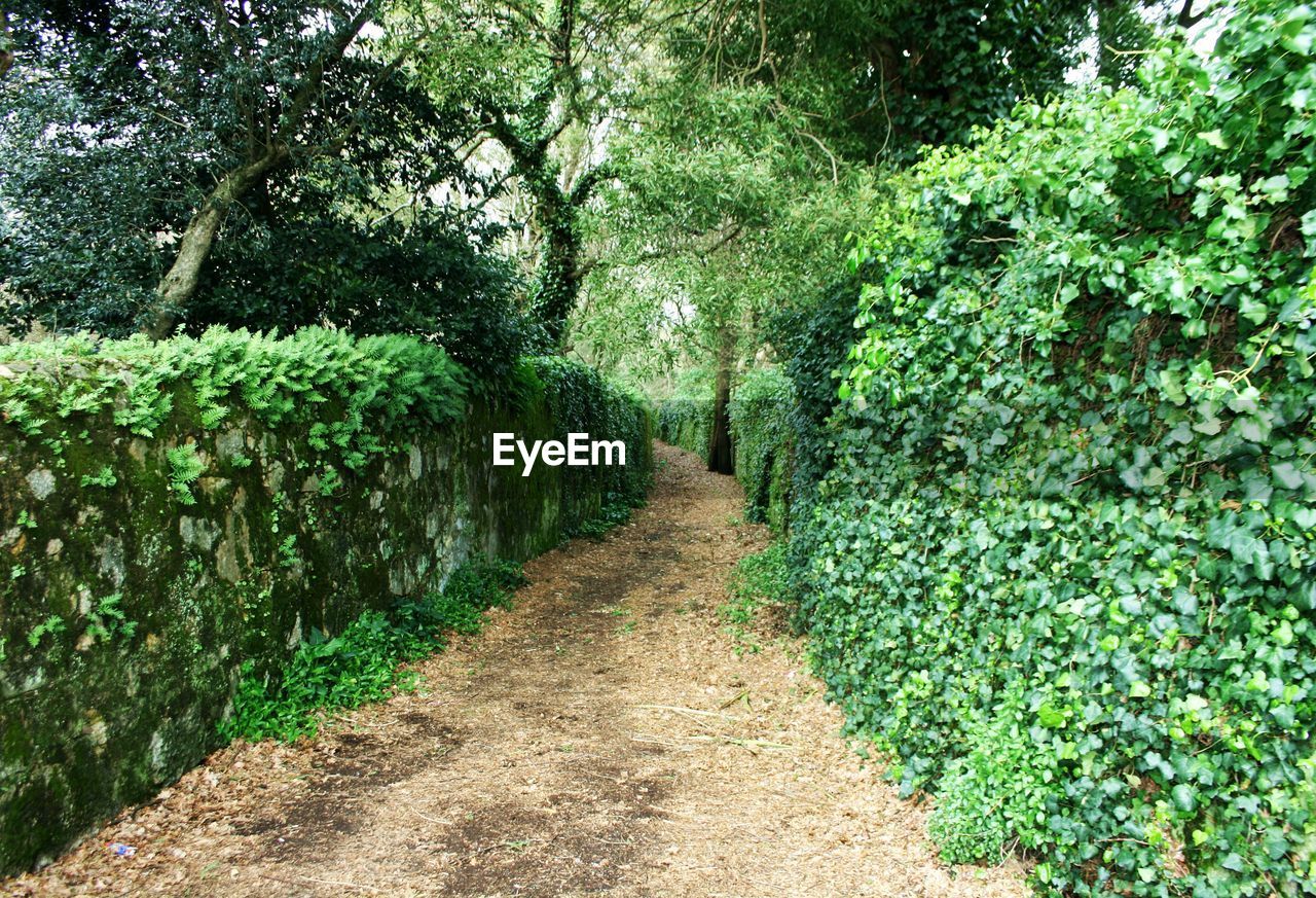 DIRT ROAD AMIDST PLANTS
