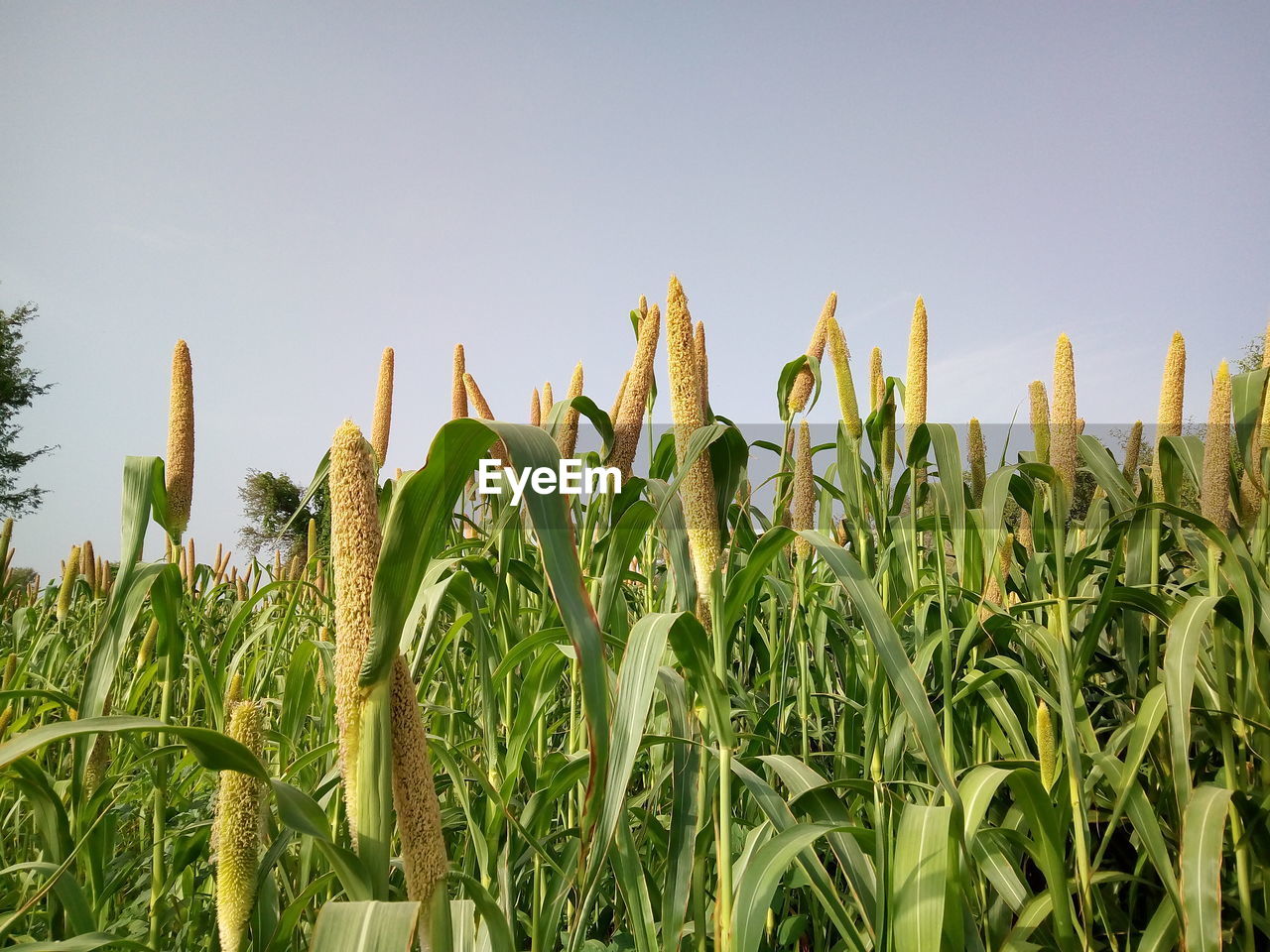 CLOSE-UP OF CROPS GROWING IN FIELD AGAINST CLEAR SKY