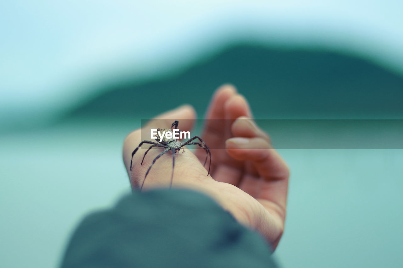 Close-up of hand holding small spider