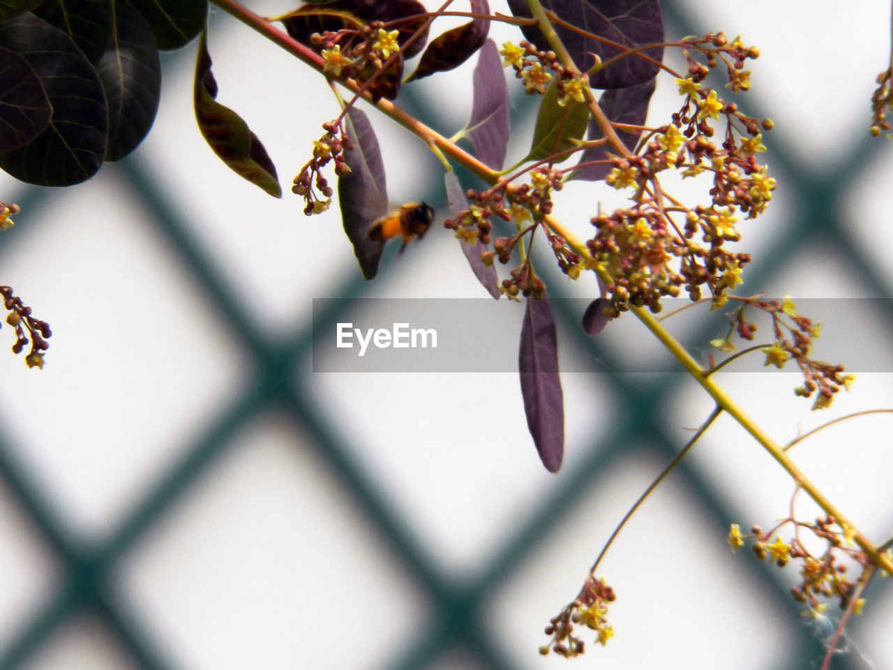 CLOSE-UP OF FLOWERING PLANT AGAINST TREE