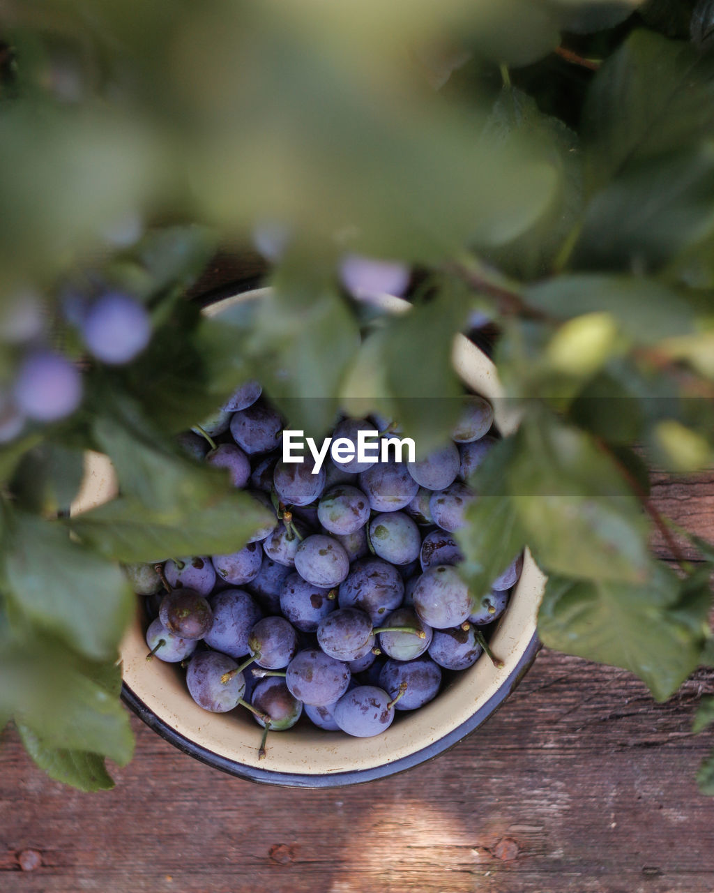 Blackthorn berries in a bowl in the garden