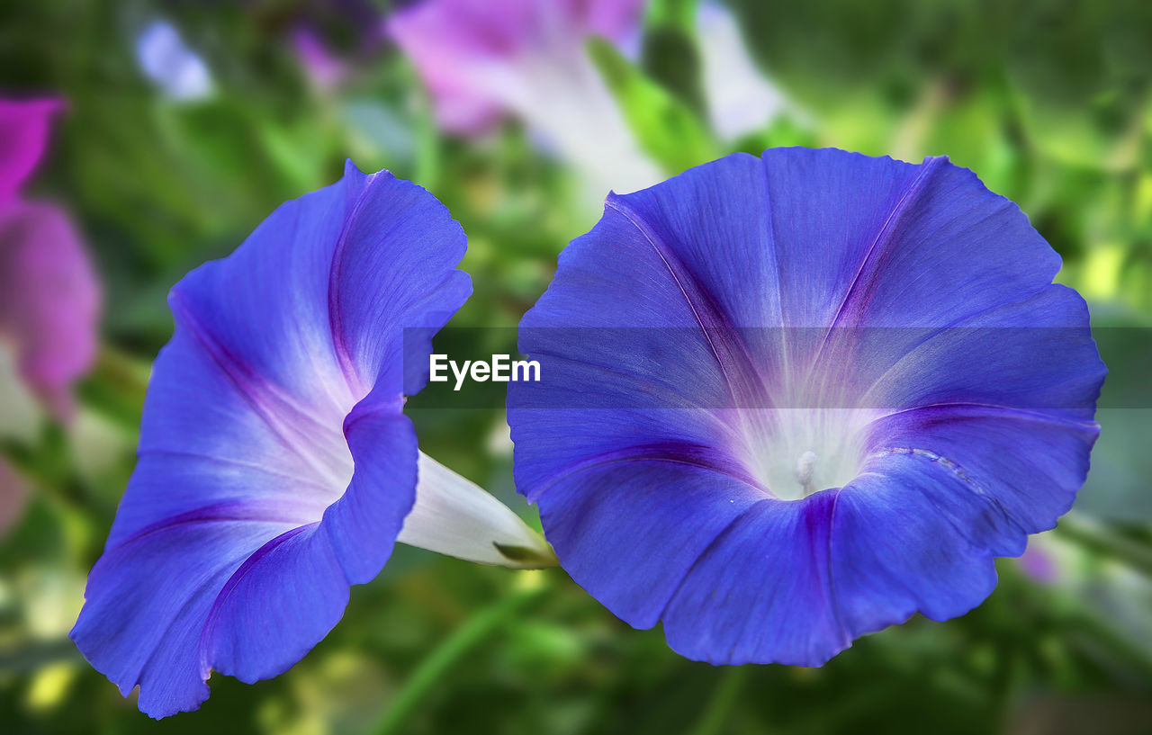 Close-up of blue morning glories blooming outdoors