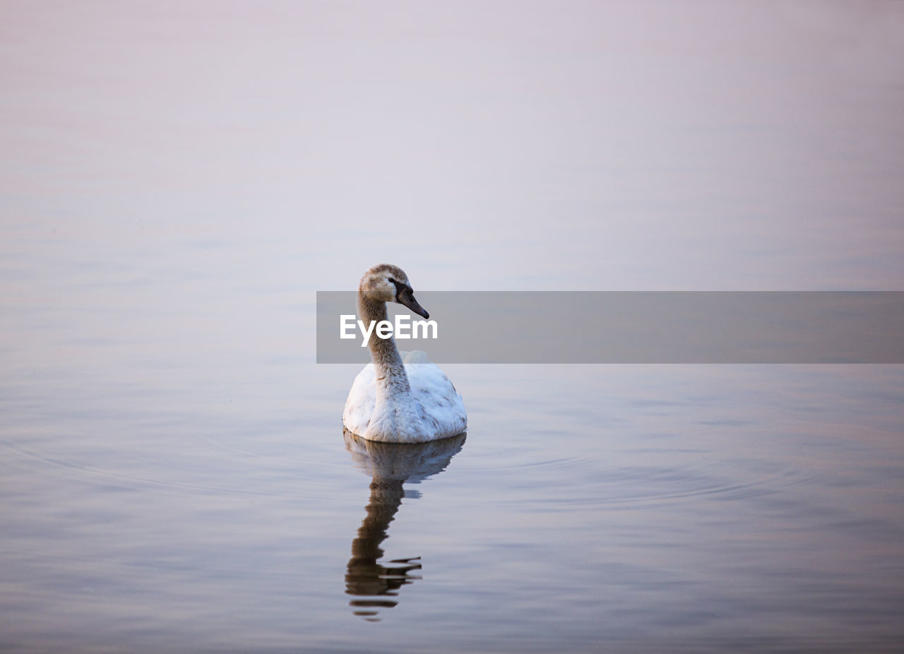 Swan swimming on lake