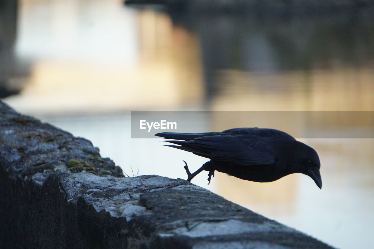 close-up of bird on rock