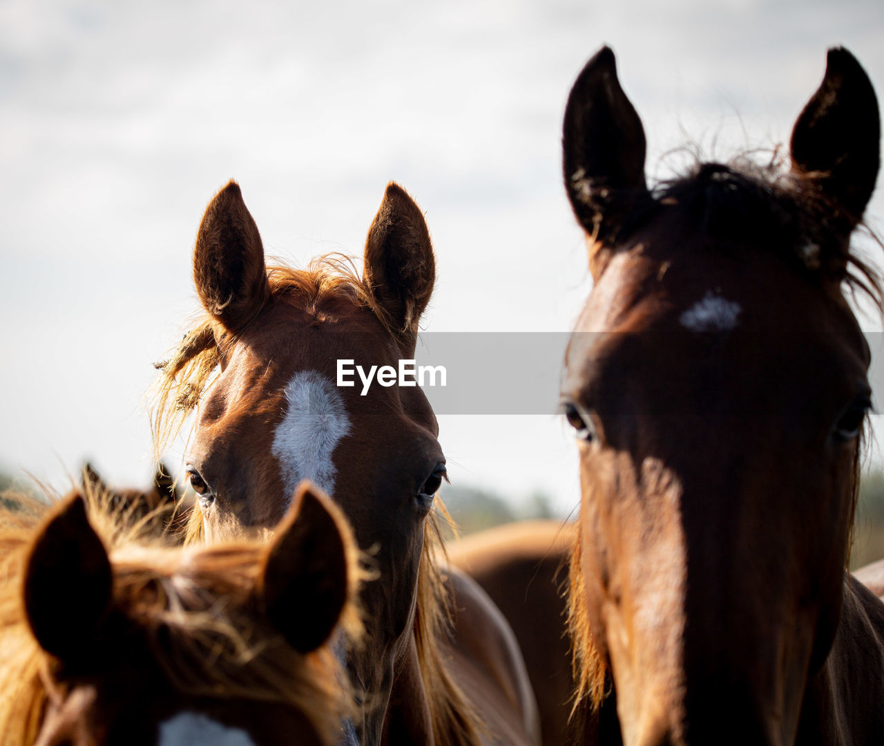 Close-up of two horses