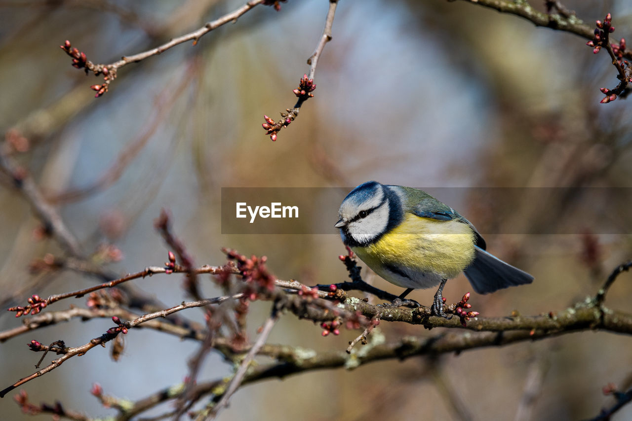 Low angle view of bird perching on branch