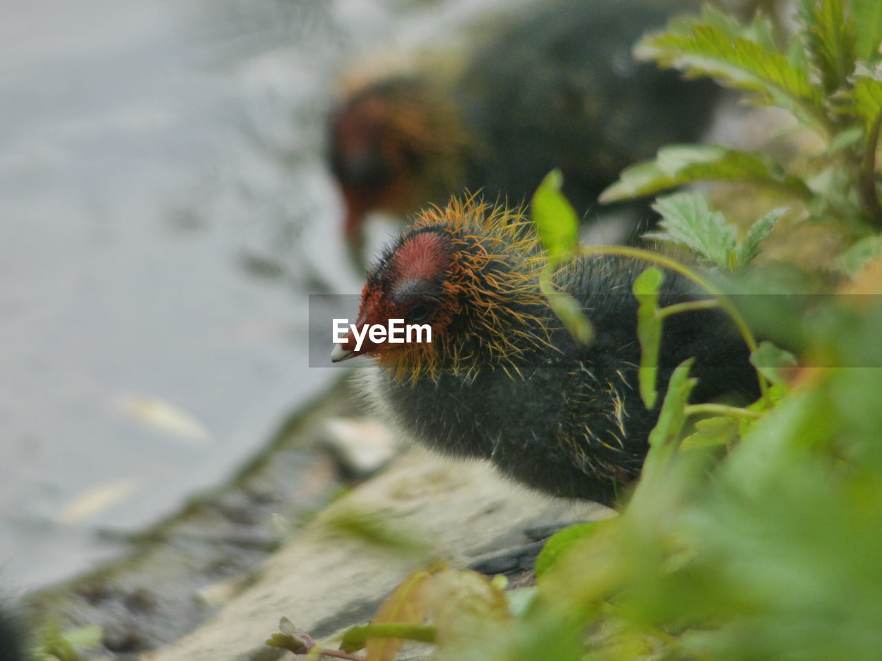 CLOSE-UP OF DUCK