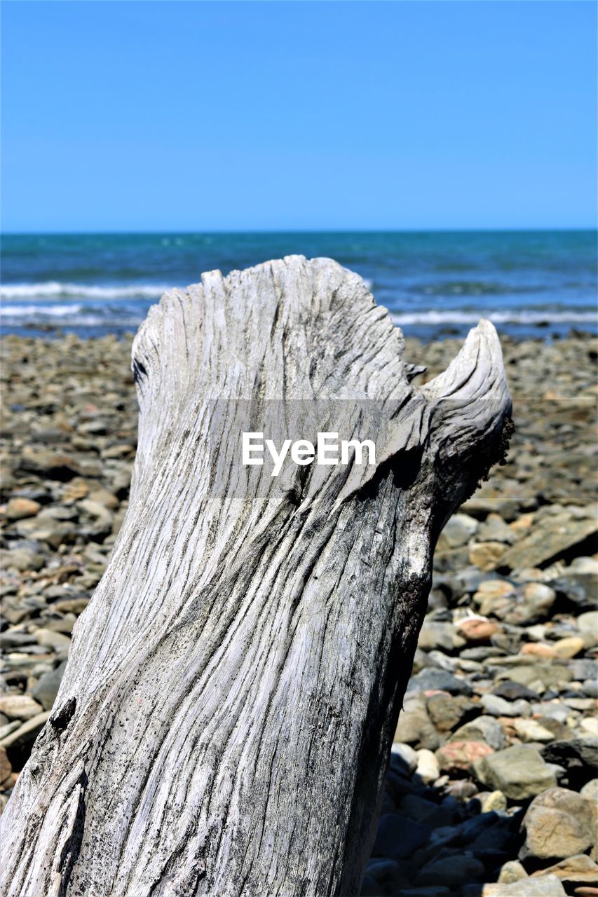 CLOSE-UP OF TREE TRUNK BY SEA AGAINST SKY