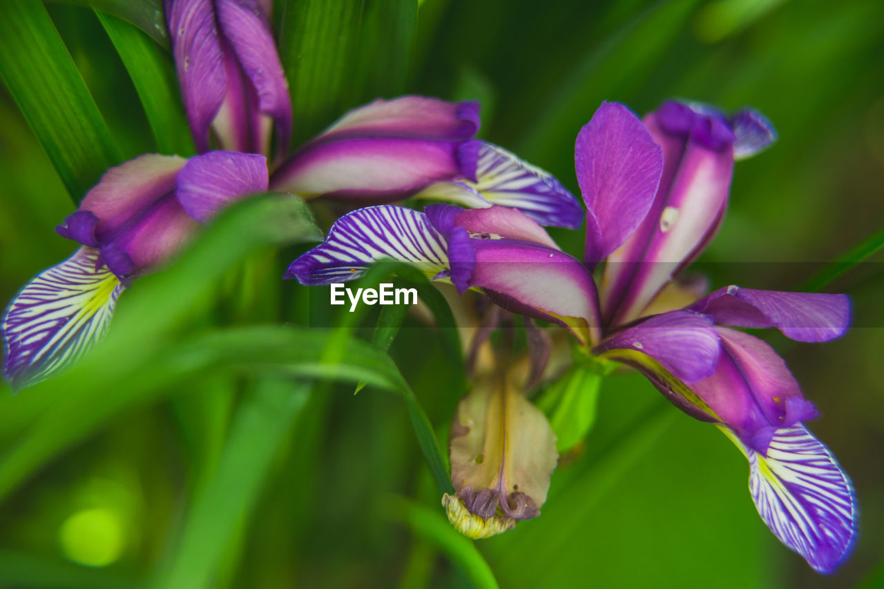 flower, plant, flowering plant, freshness, purple, beauty in nature, close-up, iris, nature, petal, growth, human eye, fragility, flower head, inflorescence, plant part, leaf, macro photography, green, outdoors, botany, springtime, blossom, focus on foreground, orchid, plant stem